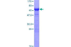 ITGB1BP2 Protein (AA 1-347) (GST tag)