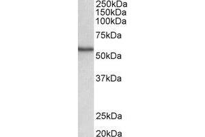 Western Blotting (WB) image for anti-Cytochrome P450, Family 2, Subfamily D, Polypeptide 5 (CYP2D5) (Internal Region) antibody (ABIN2464946) (Cyp2d5 antibody  (Internal Region))