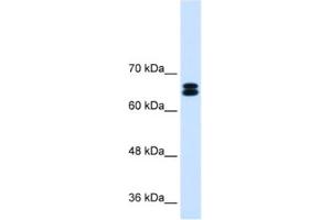 Western Blotting (WB) image for anti-Solute Carrier Family 9, Subfamily A (NHE9, Cation Proton Antiporter 9), Member 9 (SLC9A9) antibody (ABIN2462783) (SLC9A9 antibody)