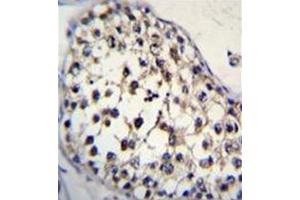 Immunohistochemistry analysis in formalin fixed and paraffin embedded human testis tissue reacted with FUT8 Antibody (Center) followed by peroxidase conjugation of the secondary antibody and DAB staining. (FUT8 antibody  (Middle Region))