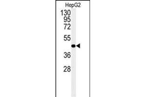 Western blot analysis of NR5A1 Antibody (N-term).