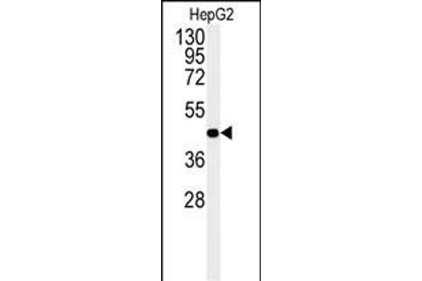 NR5A1 antibody  (N-Term)