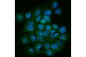 IF analysis of TRF1/TERF1 using anti-TRF1/TERF1 antibody (ABIN7599802).