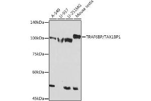 Western blot analysis of extracts of various cell lines, using TRBP/TBP1 Rabbit mAb (ABIN7270740) at 1:1000 dilution. (TAX1BP1 antibody)