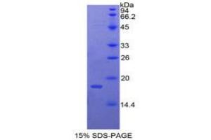 SDS-PAGE analysis of Chicken BMP4 Protein. (BMP4 Protein)