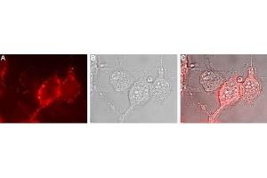 Expression of NKCC1 in human U-87 MG cells - Cell surface detection of NKCC1 in live intact human U-87 MG glioblastoma cells. (SLC12A2 antibody  (6th Extracellular Loop))