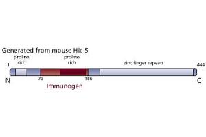 Image no. 3 for anti-Transforming Growth Factor beta 1 Induced Transcript 1 (TGFB1I1) (AA 73-186) antibody (ABIN968401) (TGFB1I1 antibody  (AA 73-186))