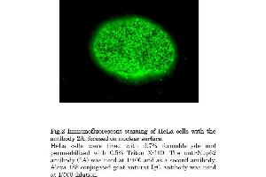 Immunofluorescence (IF) image for anti-Nucleoporin 62kDa (NUP62) (AA 1-179), (Phenylalanine-Glycine Repeat) antibody (ABIN2452063) (NUP62 antibody  (Phenylalanine-Glycine Repeat))