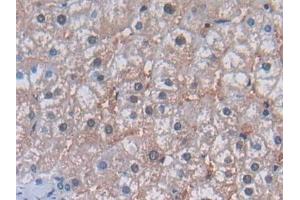 Immunohistochemistry (IHC) image for anti-Phospholamban (PLN) (AA 1-52) antibody (ABIN7442687)