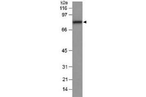Western blot analysis of Scarb1 in mouse liver lysate (20 ug) with Scarb1 polyclonal antibody . (SCARB1 antibody  (AA 450-509))