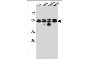 TUBB8 Antibody (N-term) (ABIN657172 and ABIN2837904) western blot analysis in 293,A549,HepG2,K562 cell line lysates (35 μg/lane). (Tubulin, beta 8 antibody  (N-Term))