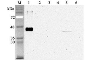 Western blot analysis using anti-Sirtuin 2 (human), mAb (S2R233-1)  at 1:4'000 dilution. (SIRT2 antibody)