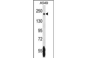 Western blot analysis in A549 cell line lysates (35ug/lane). (NRK antibody  (AA 721-750))