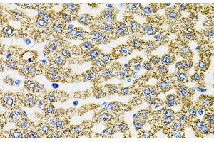Immunohistochemistry of paraffin-embedded Rat liver using EPO Polyclonal Antibody (EPO antibody)