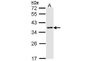 WB Image Sample (30 ug of whole cell lysate) A: Hela 12% SDS PAGE antibody diluted at 1:1000 (SMN1 antibody)