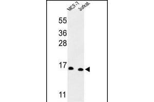 Western blot analysis of SNRPD3 Antibody (C-term) (ABIN653228 and ABIN2842762) in MCF-7, Jurkat cell line lysates (35 μg/lane). (SNRPD3 antibody  (C-Term))