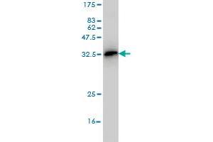 Western Blot detection against Immunogen (35.