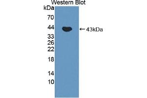FECH antibody  (AA 55-423)