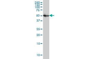 SPG3A monoclonal antibody (M03), clone 1B9 Western Blot analysis of SPG3A expression in IMR-32 .