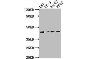 Western Blot Positive WB detected in: U87 whole cell lysate, PC-3 whole cell lysate, HepG2 whole cell lysate, K562 whole cell lysate All lanes: OPCML antibody at 1:2000 Secondary Goat polyclonal to rabbit IgG at 1/50000 dilution Predicted band size: 39, 38, 34 kDa Observed band size: 39 kDa (OPCML antibody  (AA 28-322))