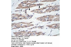 Human Muscle (MANSC1 antibody  (N-Term))