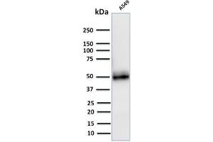 Western Blot Analysis of A549 cell lysate using CD14 Mouse Monoclonal Antibody (LPSR/2408). (CD14 antibody  (AA 25-148))
