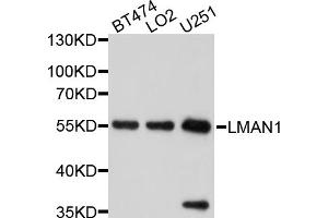 Western blot analysis of extracts of various cell lines, using LMAN1 antibody. (LMAN1 antibody)