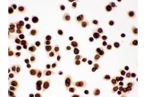 Immunocytochemistry (ICC) image for anti-Lamin B1 (LMNB1) (AA 266-583) antibody (ABIN4951627)