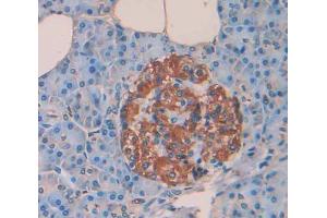 IHC-P analysis of Kidney tissue, with DAB staining. (PTPRN antibody  (AA 35-185))