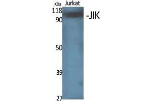 Western Blot (WB) analysis of specific cells using JIK Polyclonal Antibody. (TAO Kinase 3 antibody  (Internal Region))