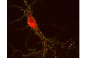 Indirect immunostaining of PFA fixed mouse hippocampus neurons with anti-APP (dilution 1 : 500; red) and mouse anti-Synapsin 1 (, dilution 1 : 500; green).