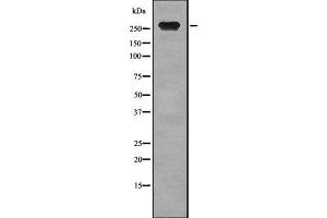 Western blot analysis of TLN2 using COLO205 whole cell lysates (TLN2 antibody  (N-Term))