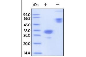 Mouse IgG2a Fc, Tag Free on SDS-PAGE under reducing (R) and no-reducing (NR) conditions. (HEK-293 Cells IgG2a Isotype Control)