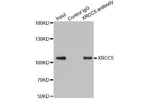 Immunoprecipitation analysis of 200 μg extracts of 293T cells using 1 μg XRCC5 antibody (ABIN5973473). (XRCC5 antibody)