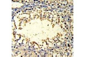 IMP3 antibody IHC analysis in formalin fixed and paraffin embedded mouse testis tissue. (IMP3 antibody  (AA 156-184))