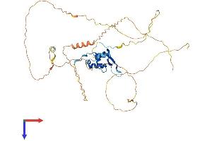 AlphaFold protein structure predicition of Mouse Recombinant Foxd4 Protein, UniprotID Q60688 (FOXD4 Protein (AA 1-444) (His tag))