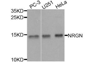 Western blot analysis of extracts of various cell lines, using NRGN antibody.