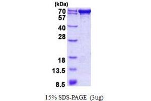 PDZK1 Protein (AA 1-519) (His tag)