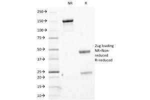 Keratin Basic antibody