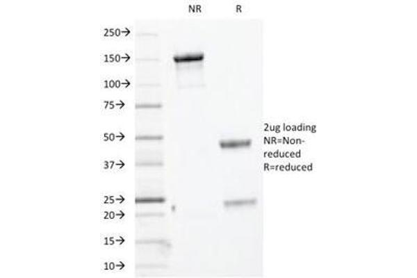 Keratin Basic antibody