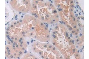 Immunohistochemistry (IHC) image for anti-Macrophage erythroblast Attacher (MAEA) (AA 136-379) antibody (ABIN7440146)