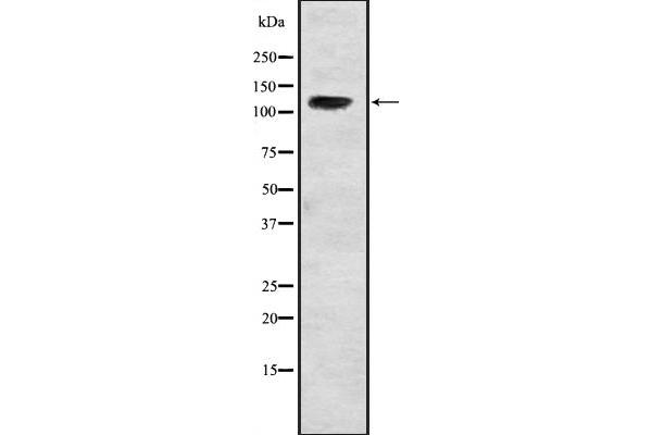 USP37 antibody  (Internal Region)