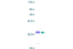 PCP4 Protein (AA 1-62) (GST tag)