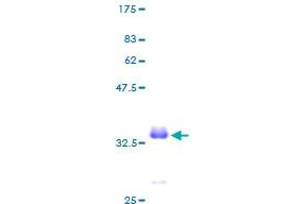 PCP4 Protein (AA 1-62) (GST tag)