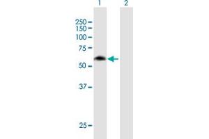Western Blot analysis of MON1B expression in transfected 293T cell line by MON1B MaxPab polyclonal antibody. (MON1B antibody  (AA 1-547))