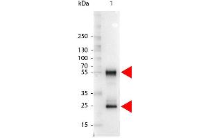 Western Blot of Alkaline Phosphatase Conjugated Rabbit anti-Mouse IgG antibody. (Rabbit anti-Mouse IgG (Heavy & Light Chain) Antibody (Alkaline Phosphatase (AP)) - Preadsorbed)