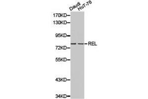 Western Blotting (WB) image for anti-REL proto-oncogene (c-Rel) antibody (ABIN1874581) (c-Rel antibody)