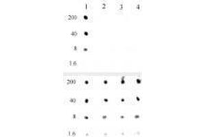 Histone H3K4me0 antibody specificity is shown by Dot Blot. (Recombinant Histone 3 antibody  (Lys4))
