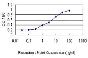 Detection limit for recombinant GST tagged ALAS2 is approximately 0. (ALAS2 antibody  (AA 1-100))