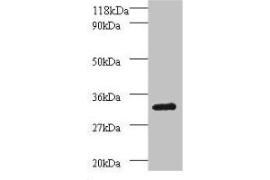 Western blot All lanes: Proteasome subunit beta type-7 antibody at 2 μg/mL + 293T whole cell lysate Secondary Goat polyclonal to rabbit IgG at 1/15000 dilution Predicted band size: 30, 16 kDa Observed band size: 30 kDa